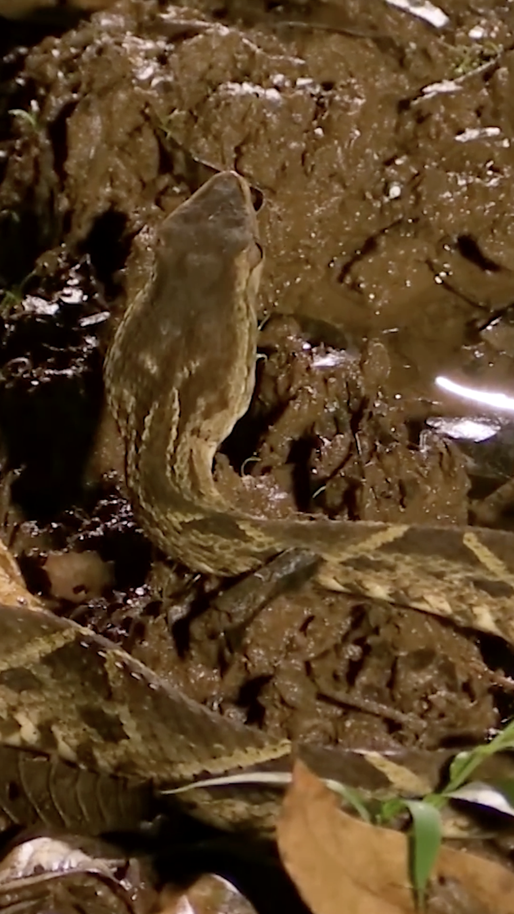 Crossing paths with a highly venomous viper: Fer-de-lance #snakes # ...