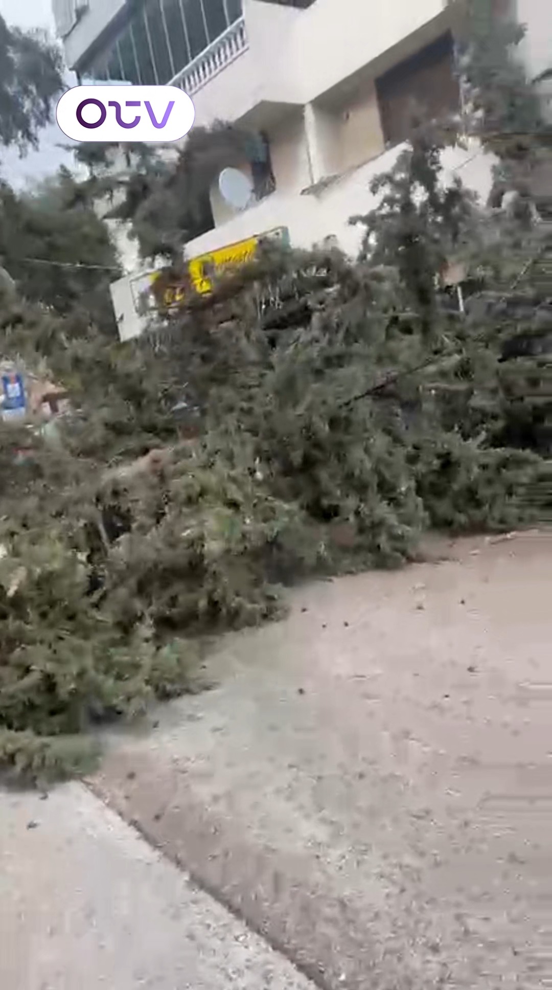 فيديو صادم من الدكوانة: سقطت الشجرة على السيارات والمحال التجارية ...