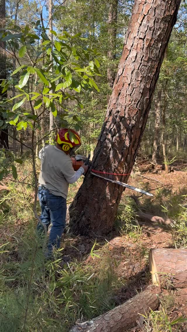 Leaning trees can become dangerous fast. Call us for safe, expert ...