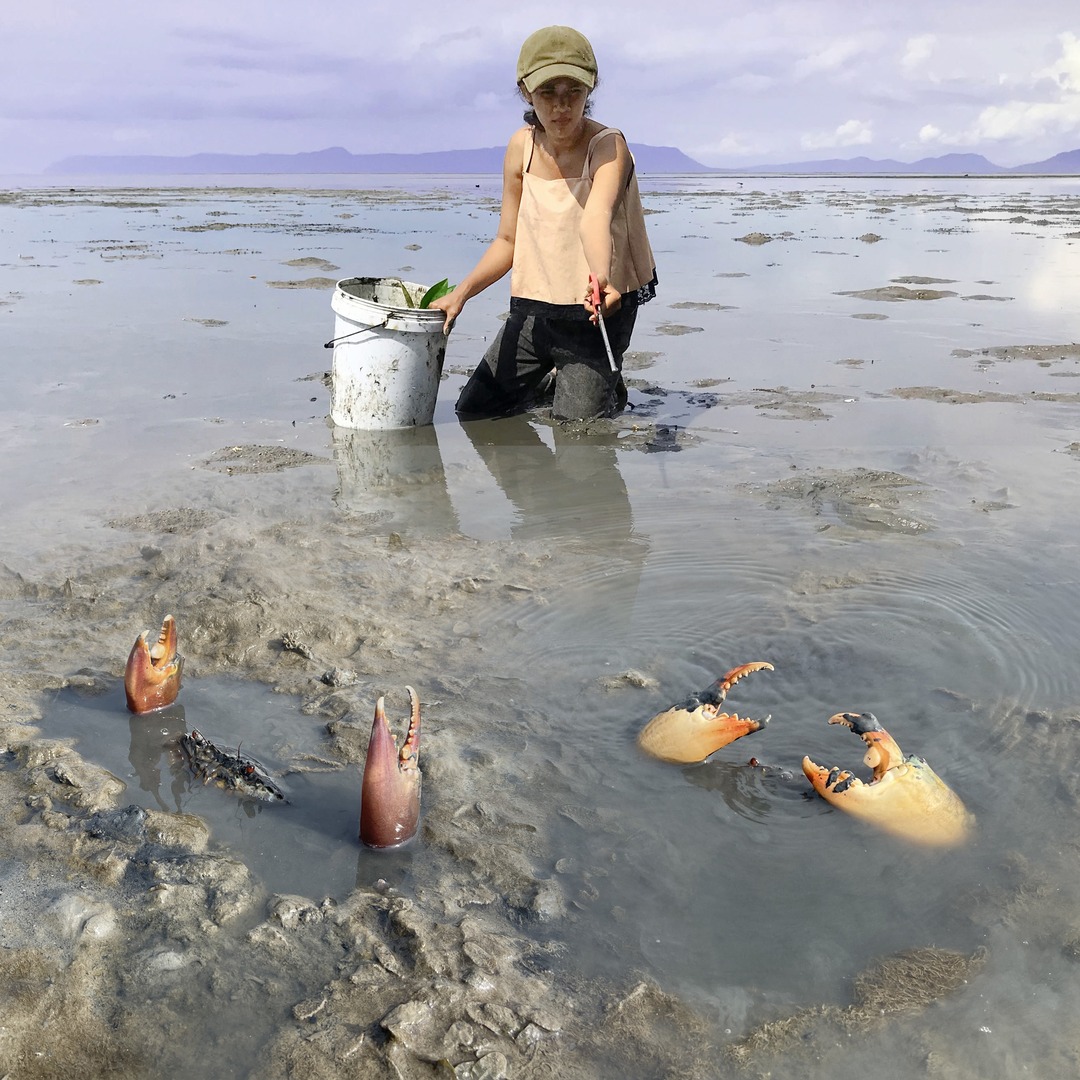 Catching Many Massive Mud Crabs In Swamp after Water Low Tide #Crab # ...