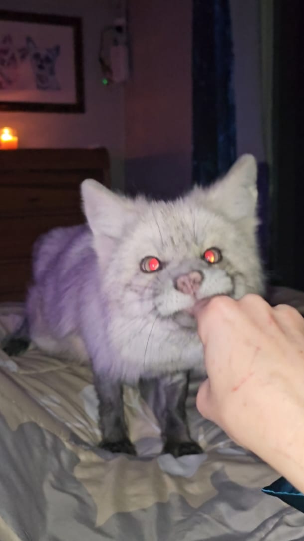 Getting chewed on by a fox with no teeth! I adore her 🥰 This is Nimbus ...