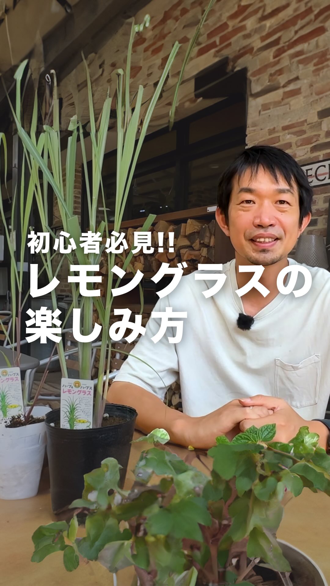 🐢良型の亀甲竜が入荷しました🐢 冬型の塊根植物「亀甲竜」が入荷しま
