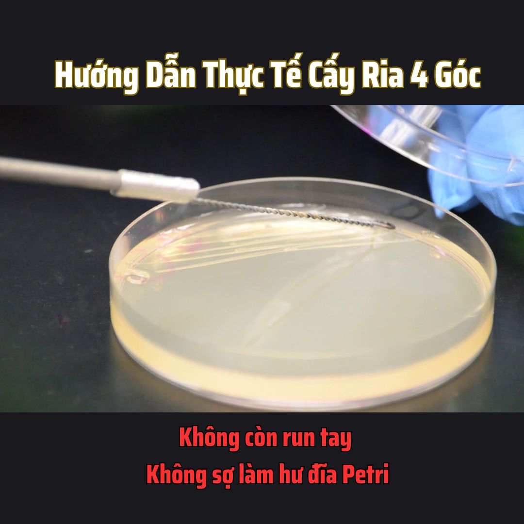 Hướng dẫn thực tế cách cấy ria 4 gốc trên một đĩa Petri trong phòng lab ...