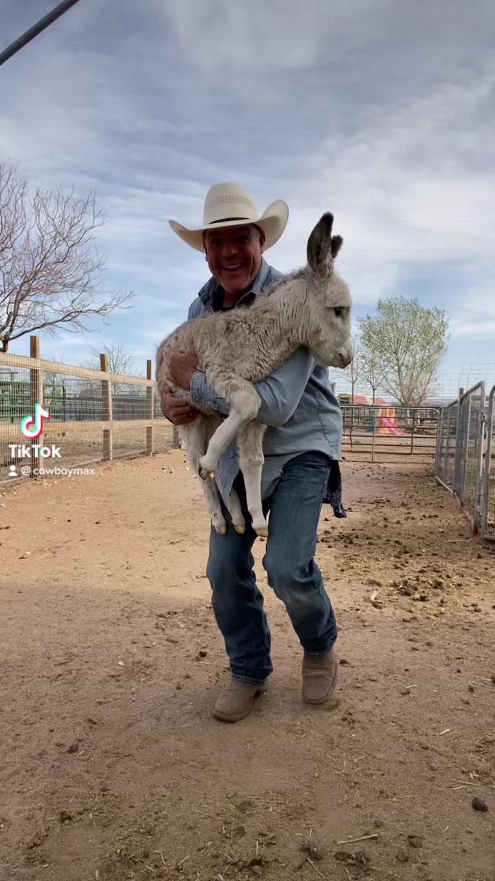 Galloping Goat Pumpkin Patch | Rio Rancho NM