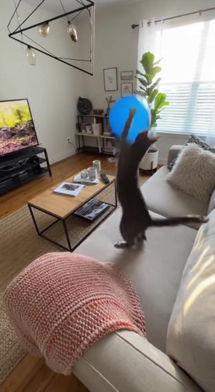 Security Cam Captures ‘Feline Tornado’ After One Tiny Pop Sends House ...