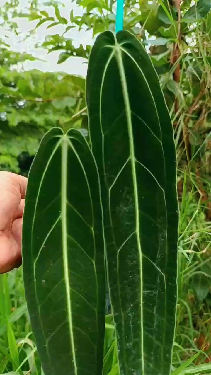 My Anthurium warocqueanum narrow dark