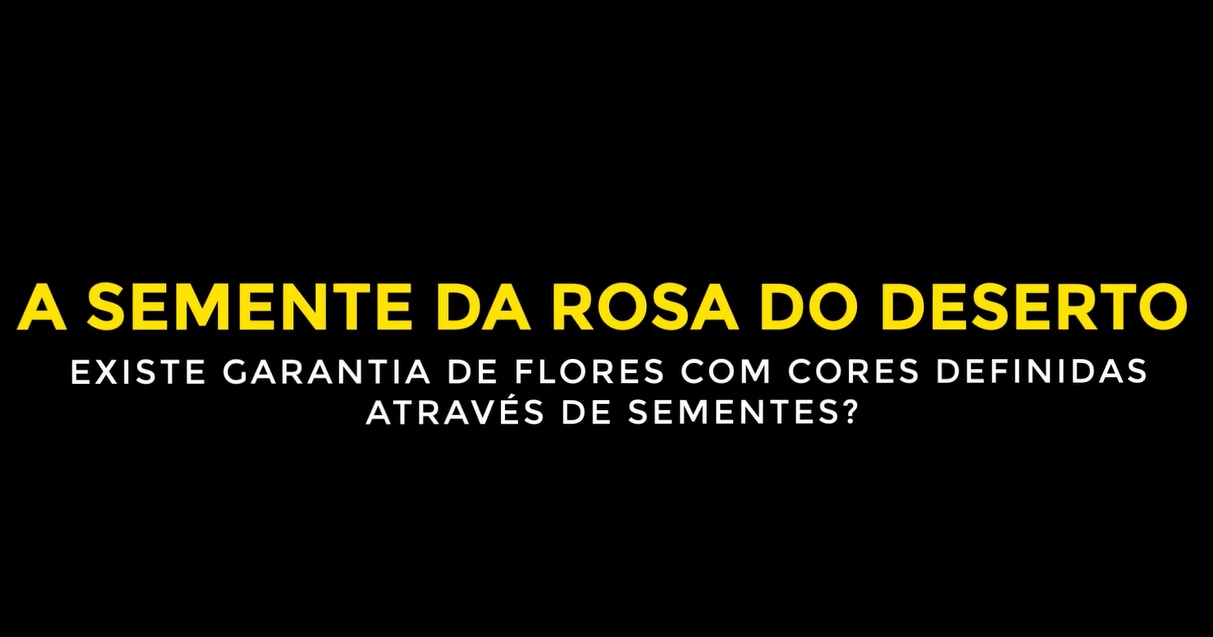 Rosa do Deserto - Valmor Adenium