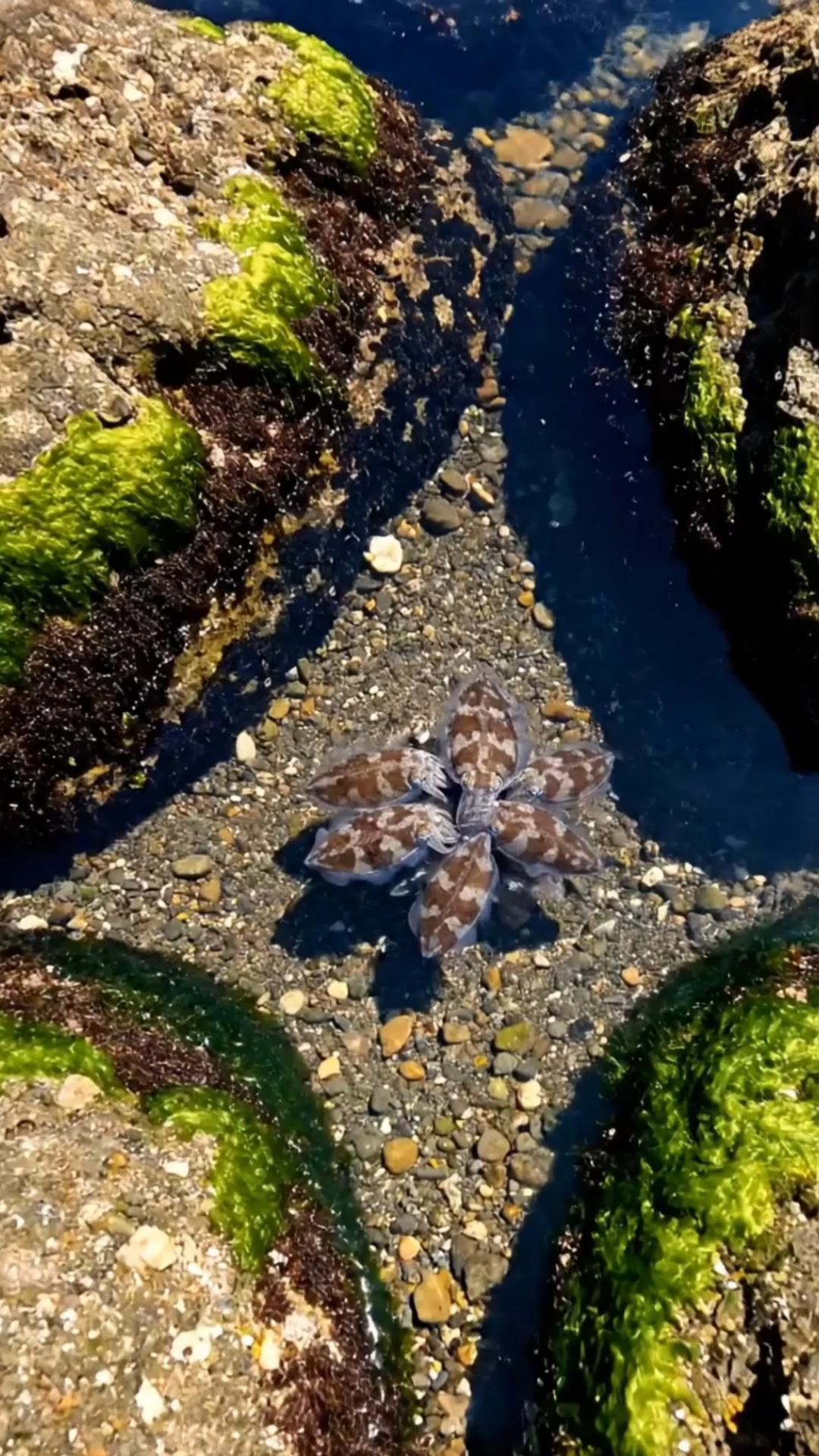 Tiny cuttlefish drifting in a sunlit tide pool, perfectly camouflaged ...