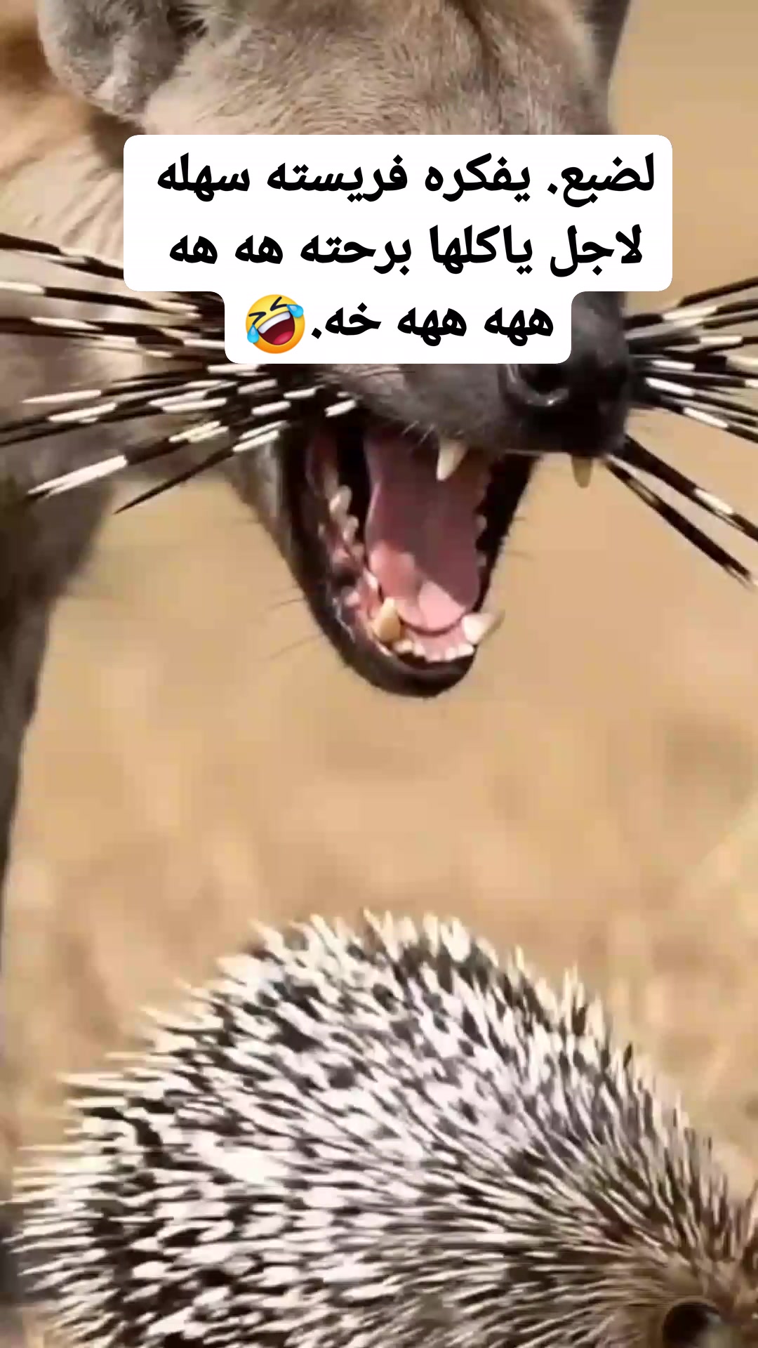 لضبع. يفكره فريسته سهله لاجل ياكلها برحته هه هه ههه ههه خه.🤣 | ابن ...