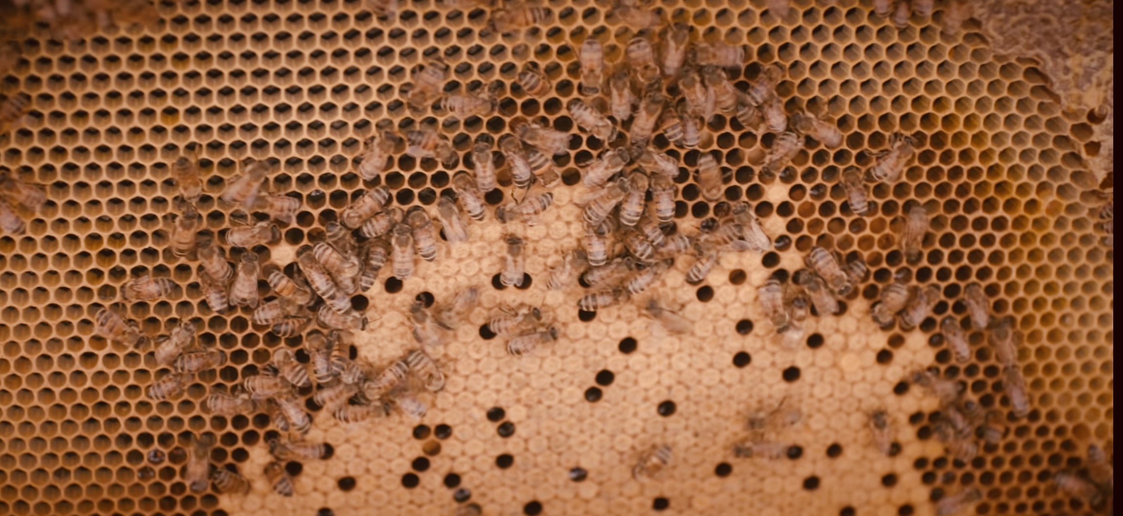 We celebrated WORLD BEE DAY this week! It's a wonderful reminder to ...