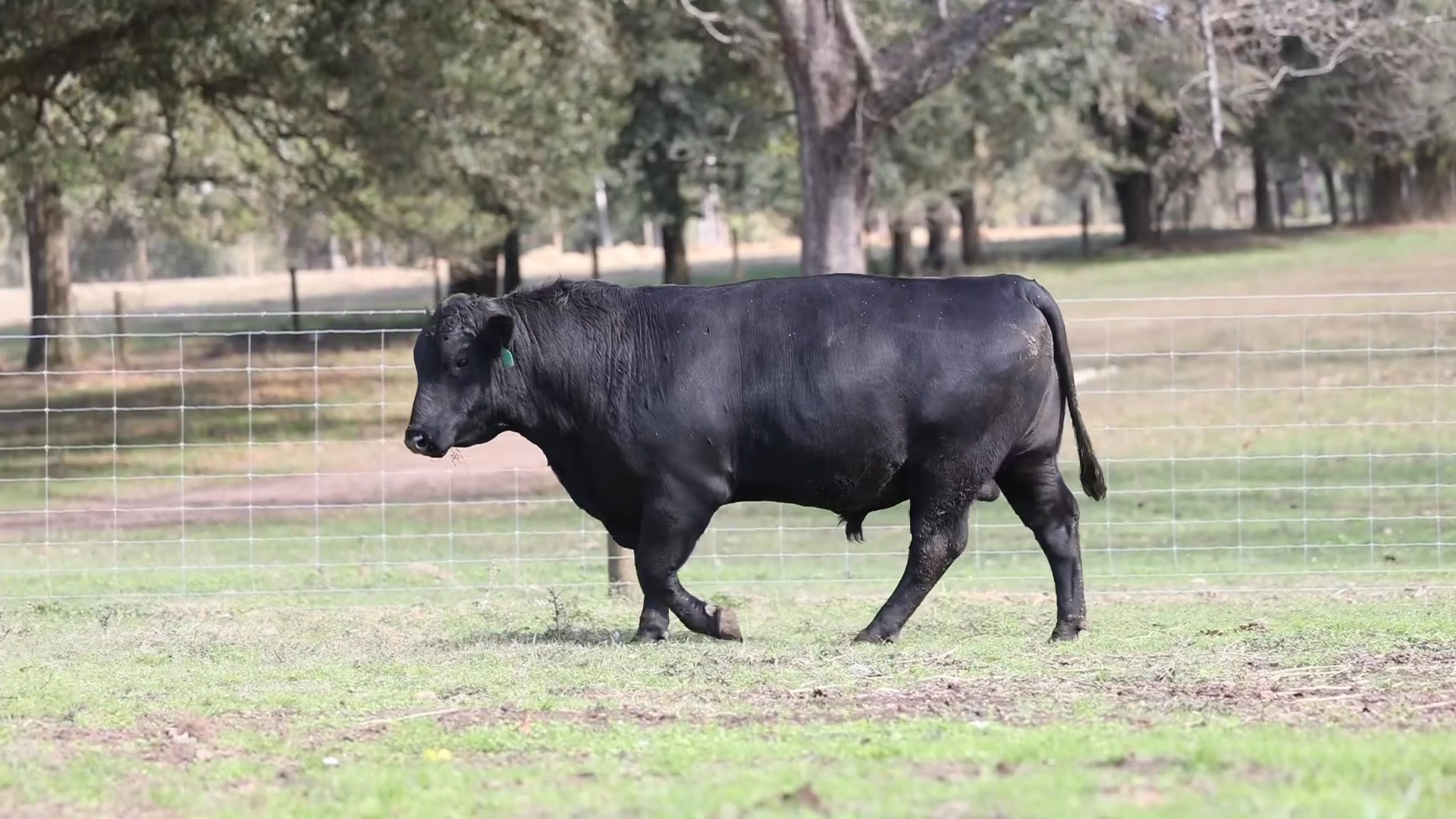 Lot 24 U3193 https://www.angus.org/find-an-animal?aid=20855686 | Ramsay ...