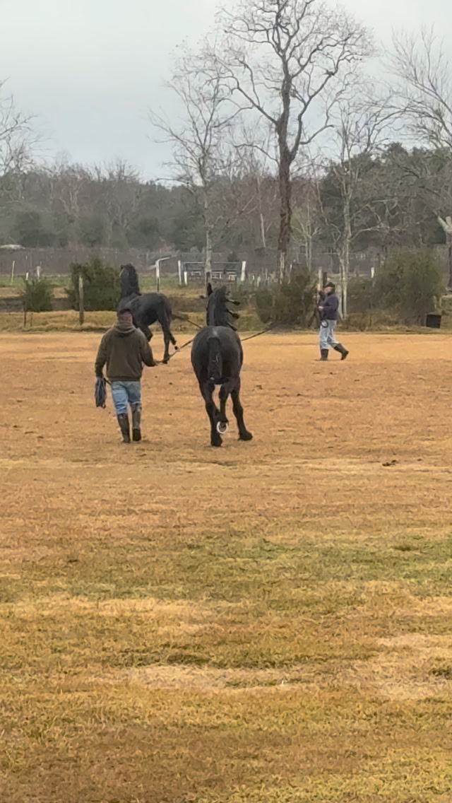 TMS RANCH | Manvel TX