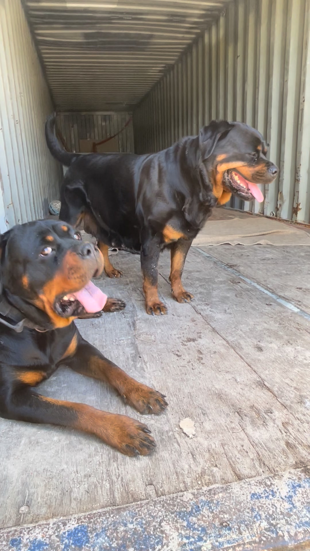 Growler Rottweilers on Reels | Facebook