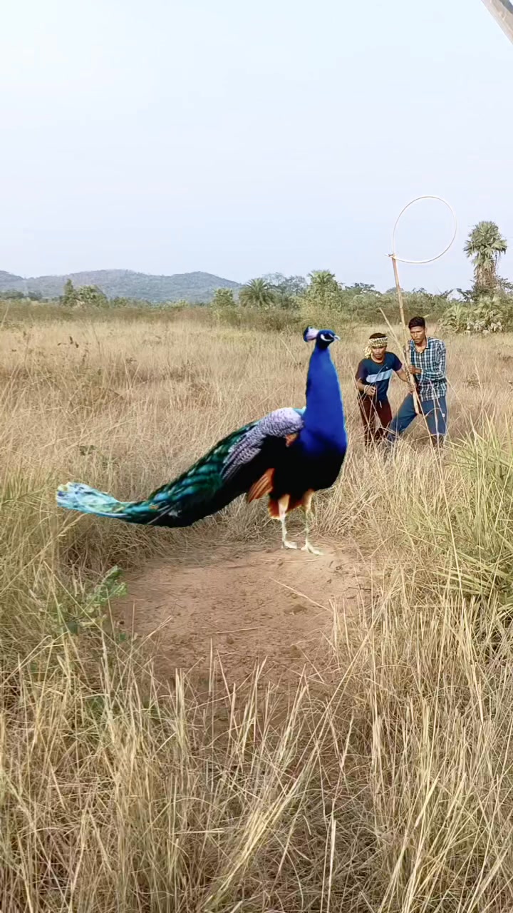 Chatching peacock 🦚#reel #reels #trending #viral #viralreels #video # ...
