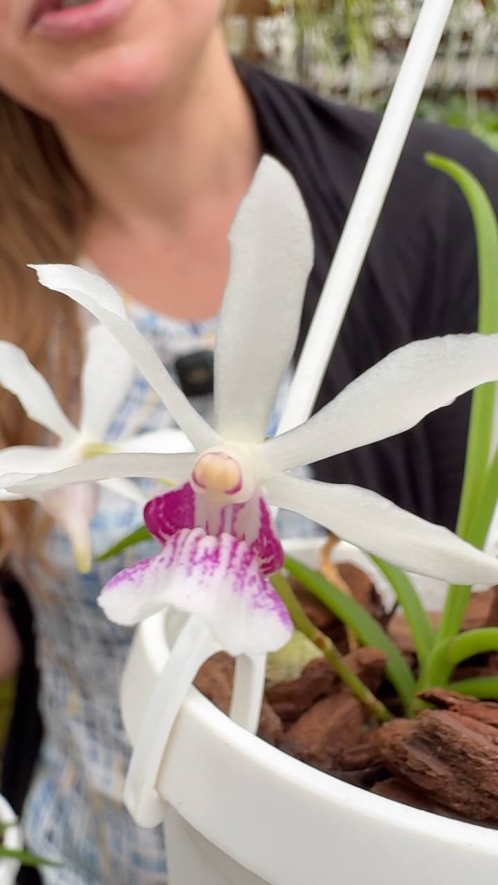 洋蘭 原種 洋らん Holcoglossum. lingulatum 開花株 Take a look at this Holcoglossum lingulatum blooming for the very