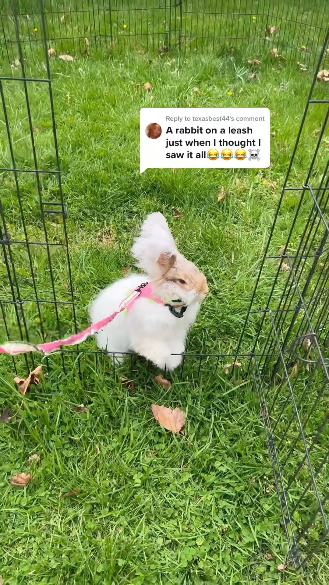 Reply to @texasbest44 happy saturday 🫶🏼☀️🌸 #rabbitsoftiktok #bunny # ...