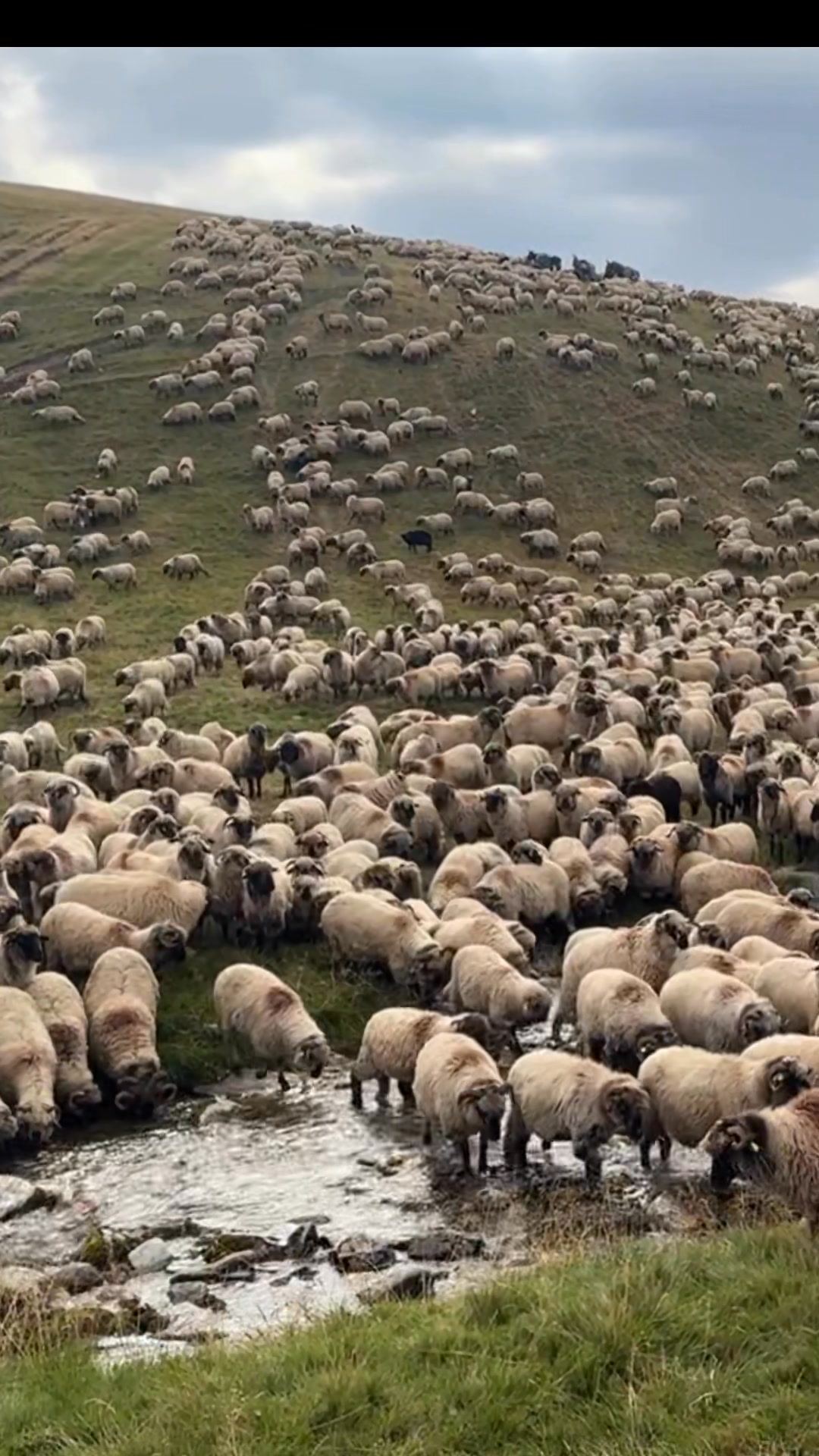 2600 de oi traversează un râu de munte! | Pagina Bobb Elf | Facebook