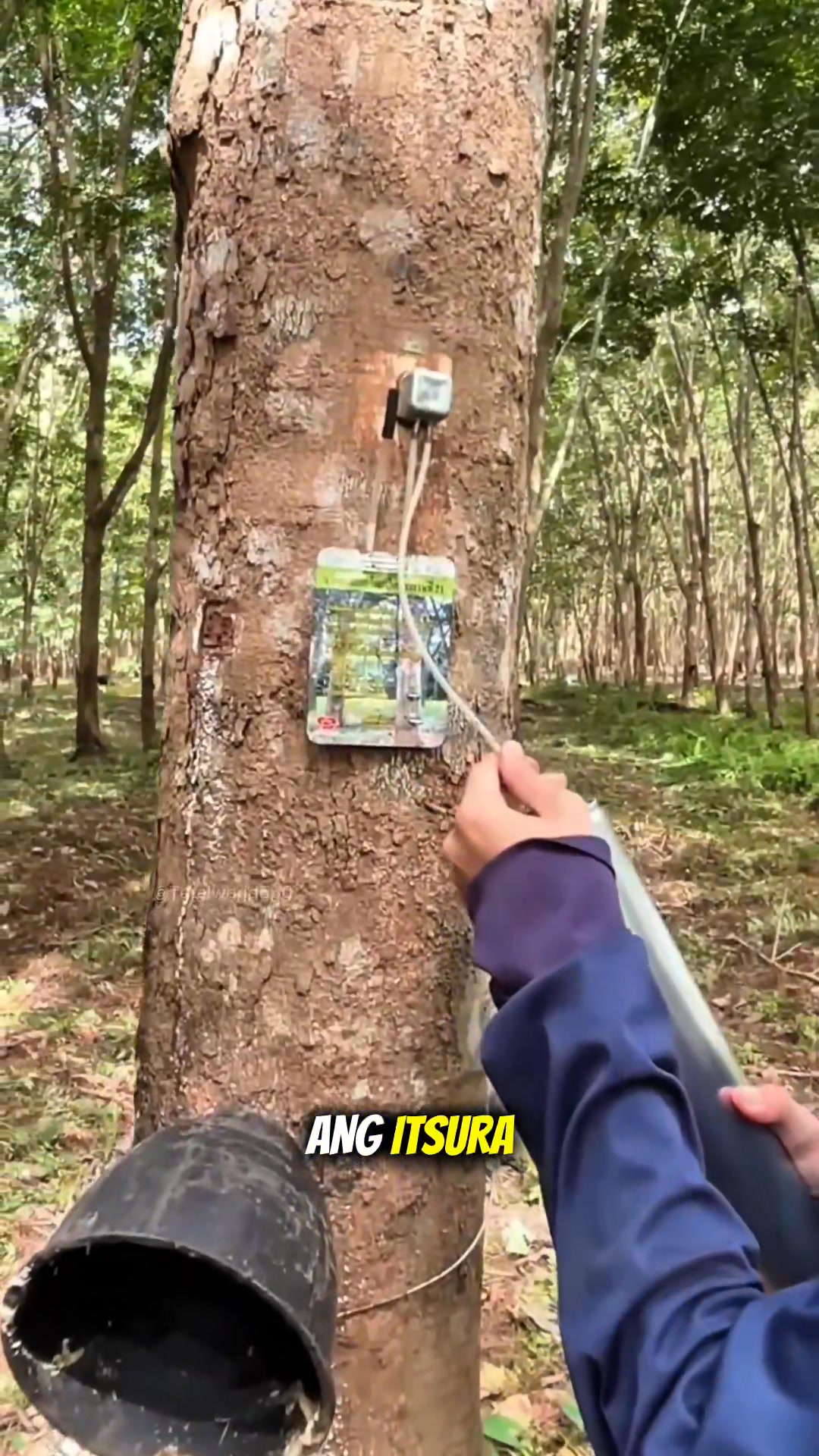 You Thought It Was Glucose—It’s a Tree Secret 🌳💧😲 | TeknoTips Ph | Facebook