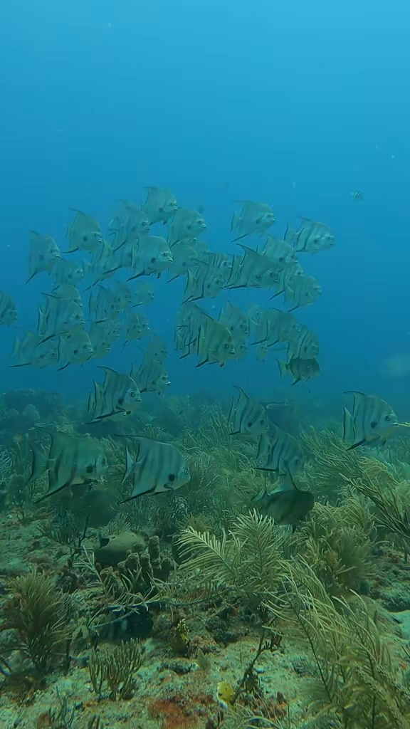 Parrot fish eat rocks and poop sand… the more you know 🐟 💩 Geographic # ...