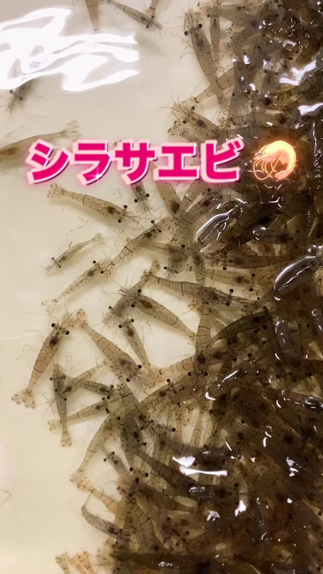 えさきち尾鷲南館から本日入荷の活きエサ紹介📢 本日入荷は「シラサエビ」 大粒もたくさん混ざり、元気も良くオススメです、 今週末の釣りに是非٩ ...