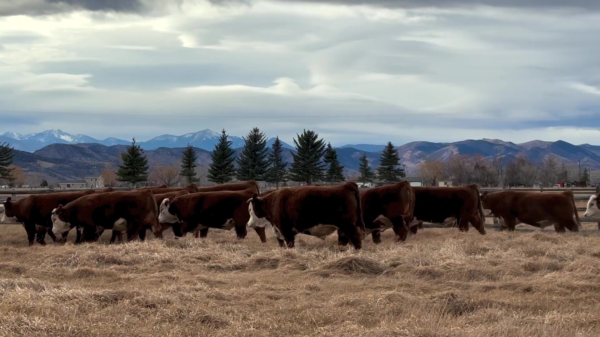 Your source for functional, reliable bulls with eye-appeal. Tuesday ...