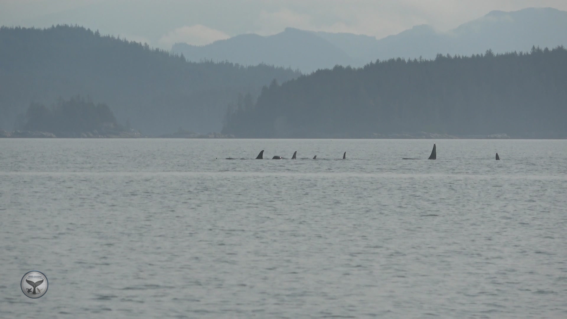 A mixed Pod of Northern Resident Orcas with two large male Orcas ...
