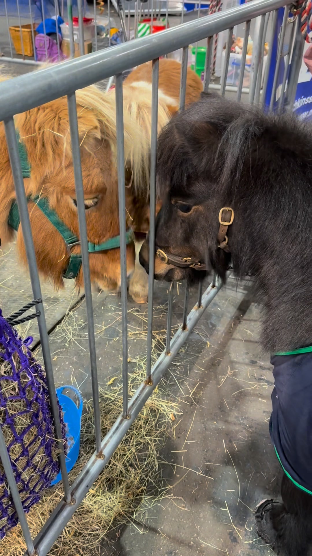 Patrick saying hello 👋 to Munchkins Miniature Shetland Rescue which do ...