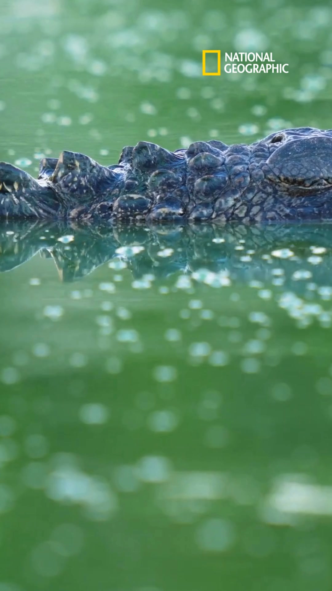 Un caimán del río Misisipi (Alligator mississippiensis) se desliza ...