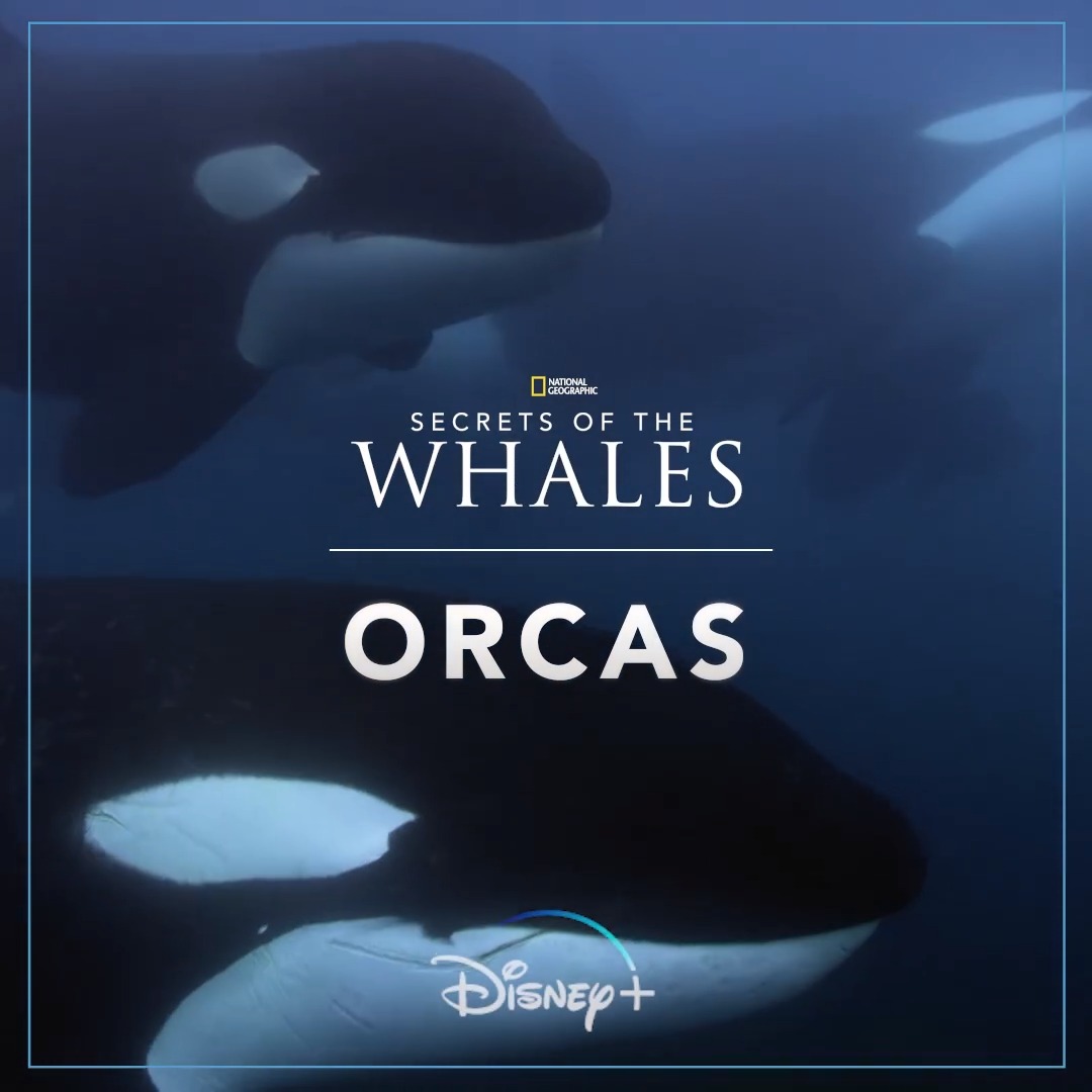 Jacques Cousteau called the Sea of Cortez the aquarium of the