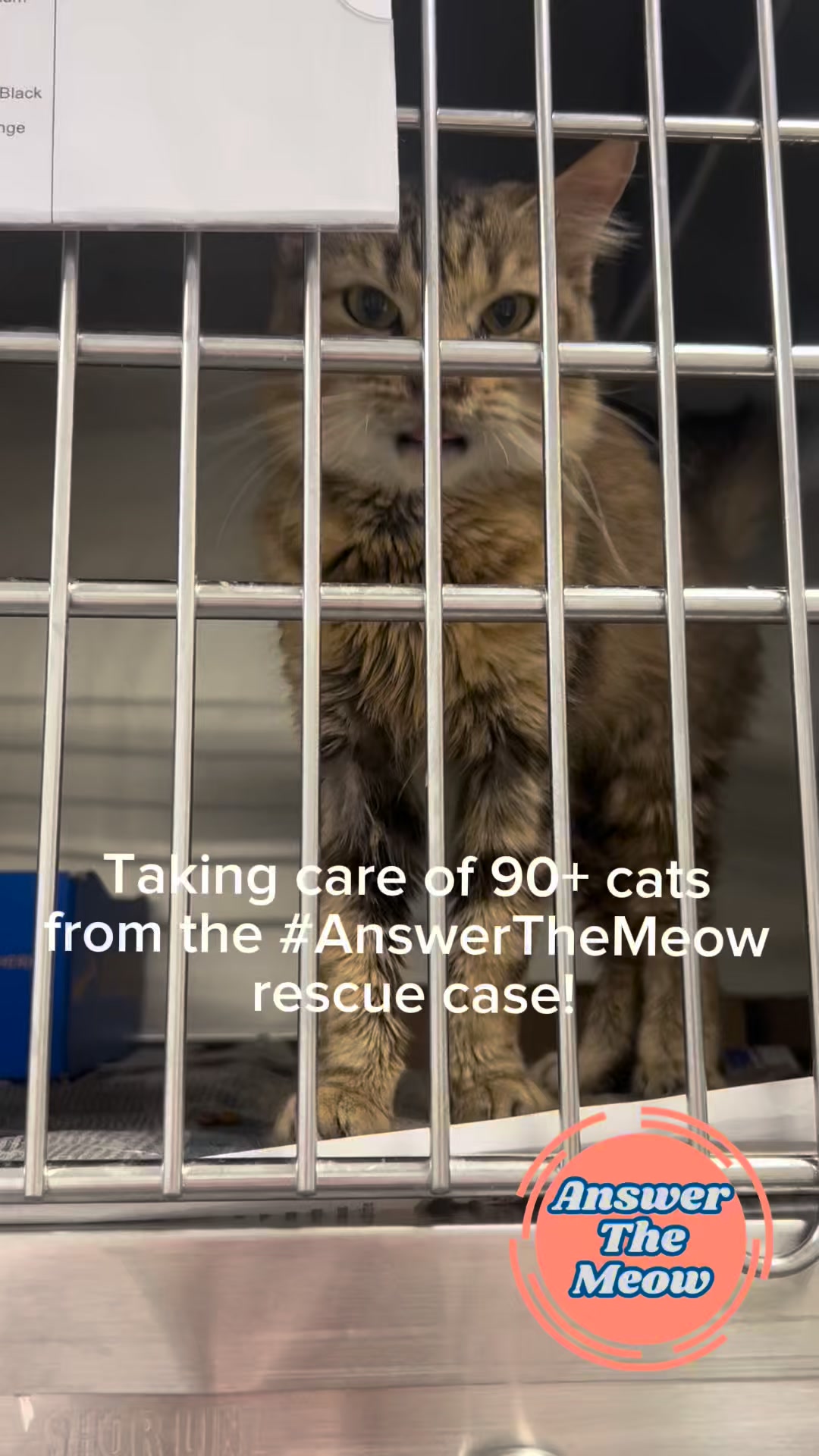 🐾🐱 Behind the scenes with our #AnswerTheMeow rescue cats! We’re ...