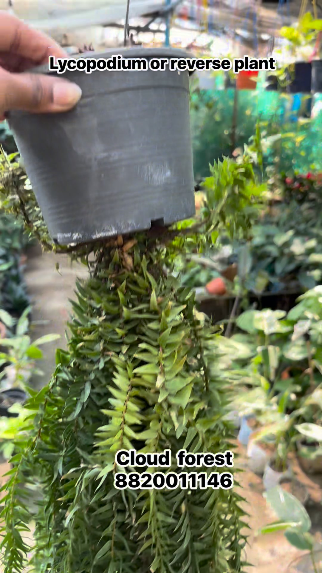 Lycopodium (Reverse Plant) Lycopodium, also known as the Reverse Plant ...
