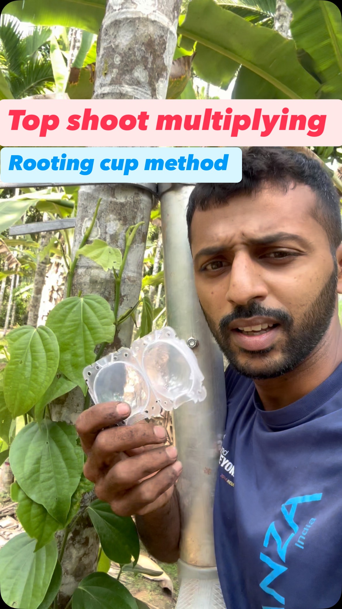 Top shoot multiplying method | Rooting cup method . . . #agriculture # ...