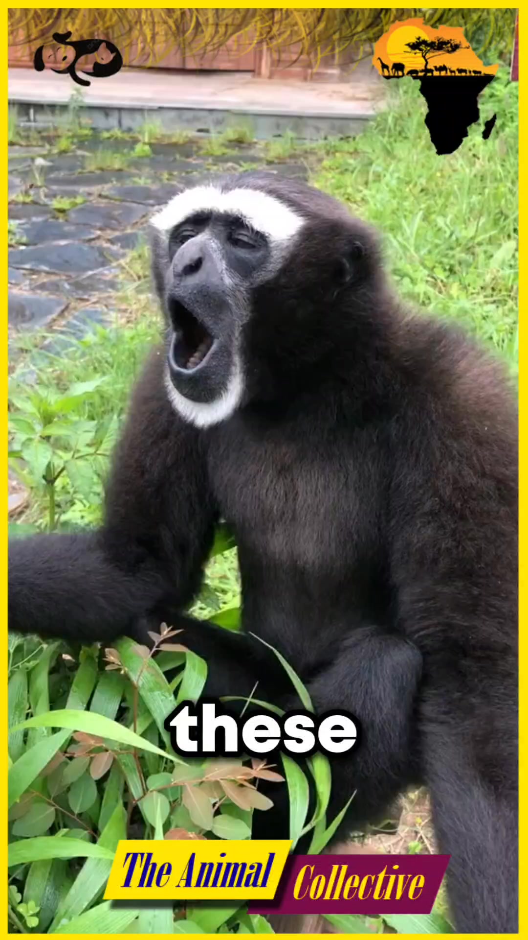 5 rarest and most bizarre monkeys on earth 🐒🐵 | The Animal Collective ...