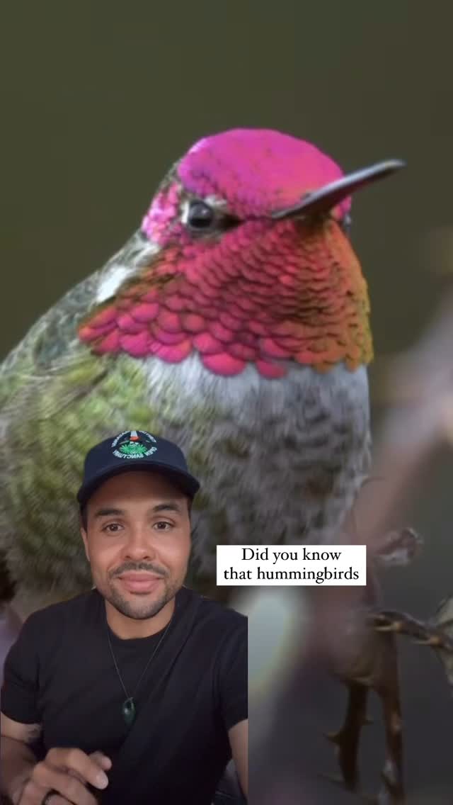 The only bird on earth that can fly backwards! 🐦🚁 Hummingbirds
