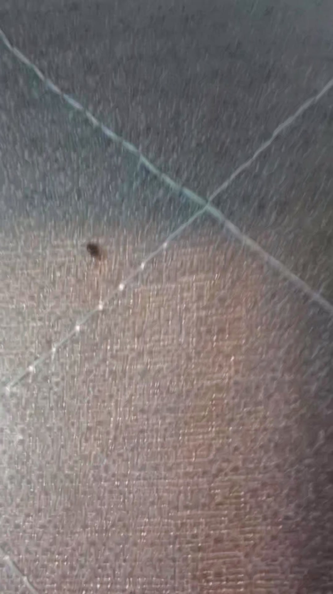 Tulsa Bed Bug Specialist