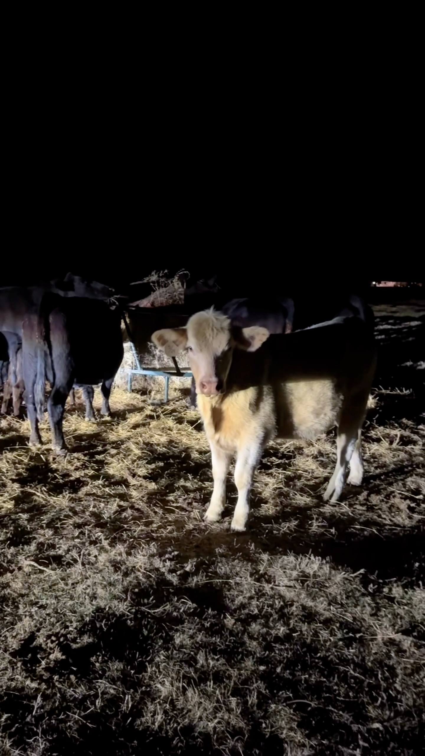 We had a neighbor cow visit last night. 😁 She is a super cute heifer ...
