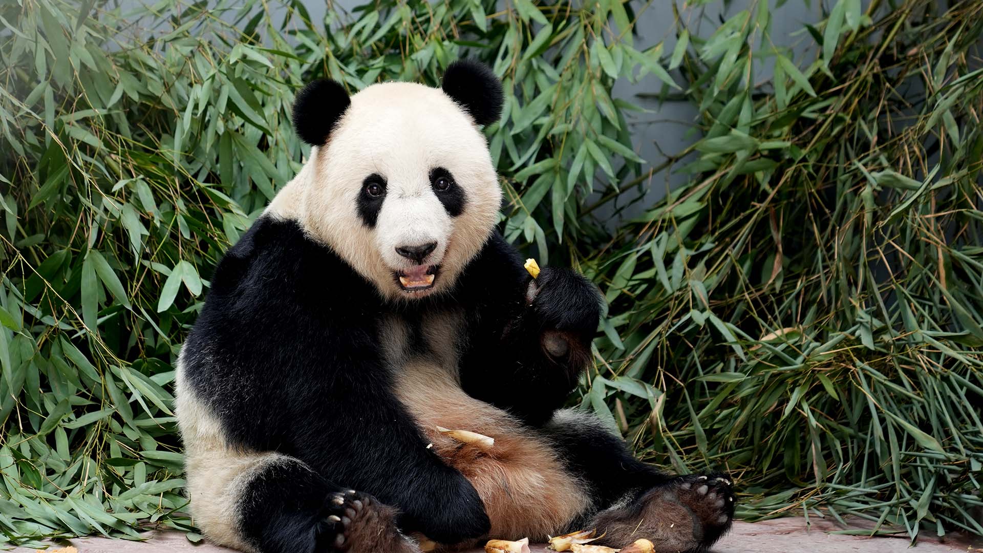 To encourage panda Yi Yi to get more exercise, her keeper places bamboo ...