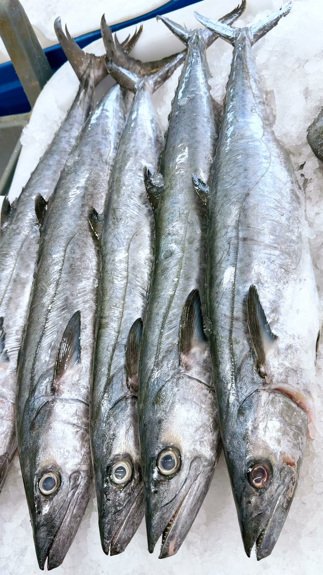 Shaker's Fish Market | Middleburg Heights OH