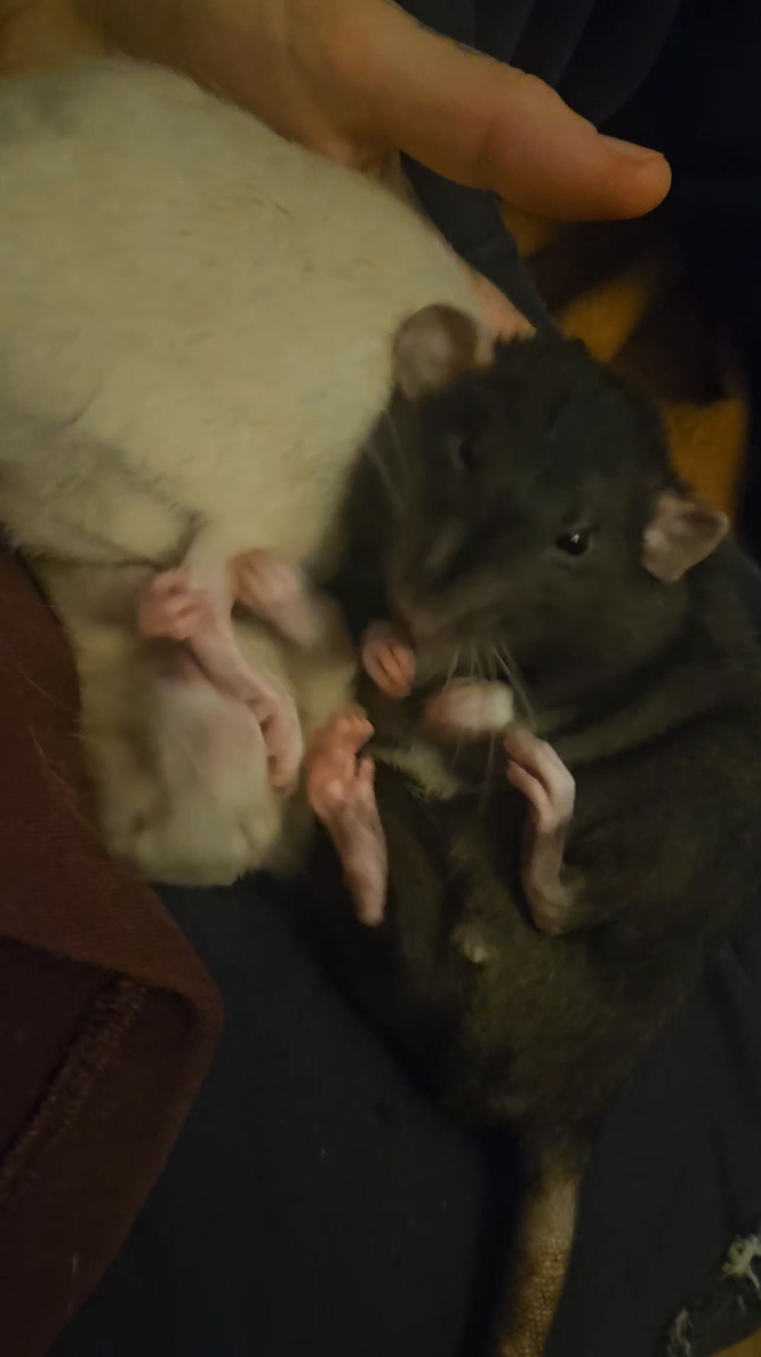 Mud Puddle and Felix ️ Rats are so misunderstood | Curious Critters ...