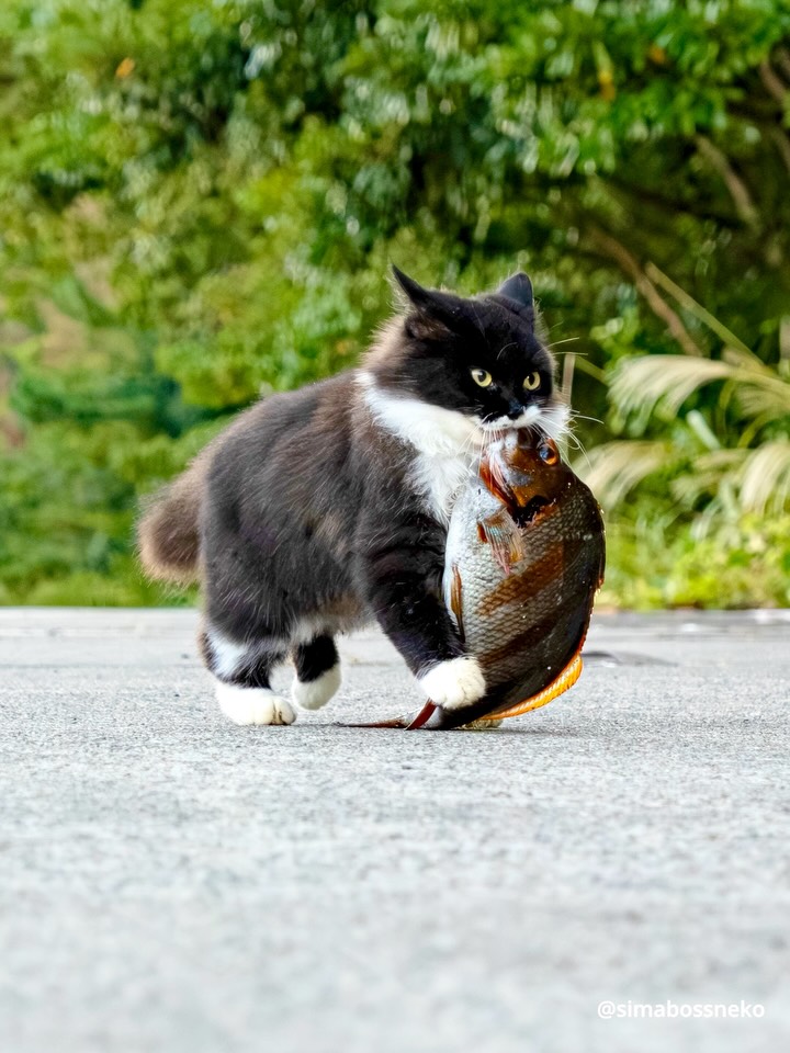 Simabossneko on Reels