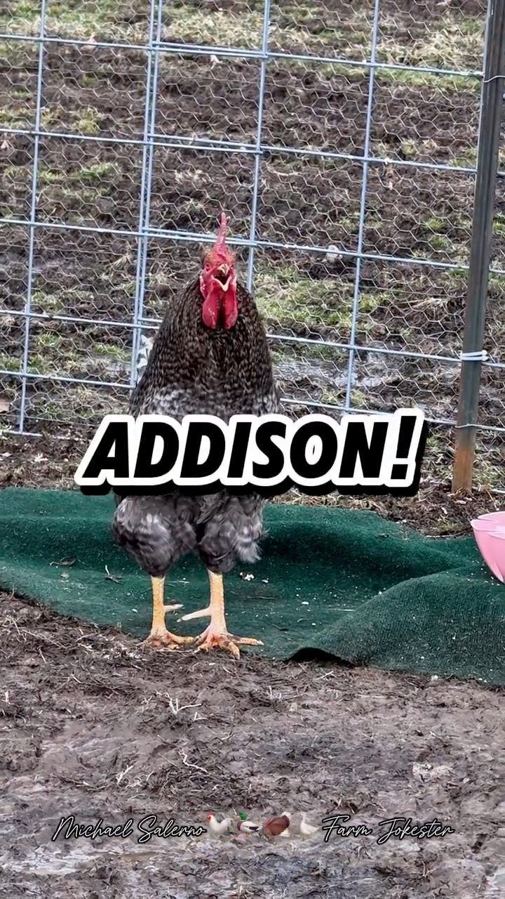 The Supreme Ruler! Found Addison? Don’t keep it a secret, tag them! 🐔 # ...