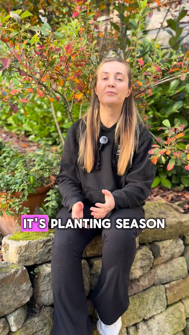 Now is the PERFECT time to plant Hydrangeas Annabelle’s - we think they ...