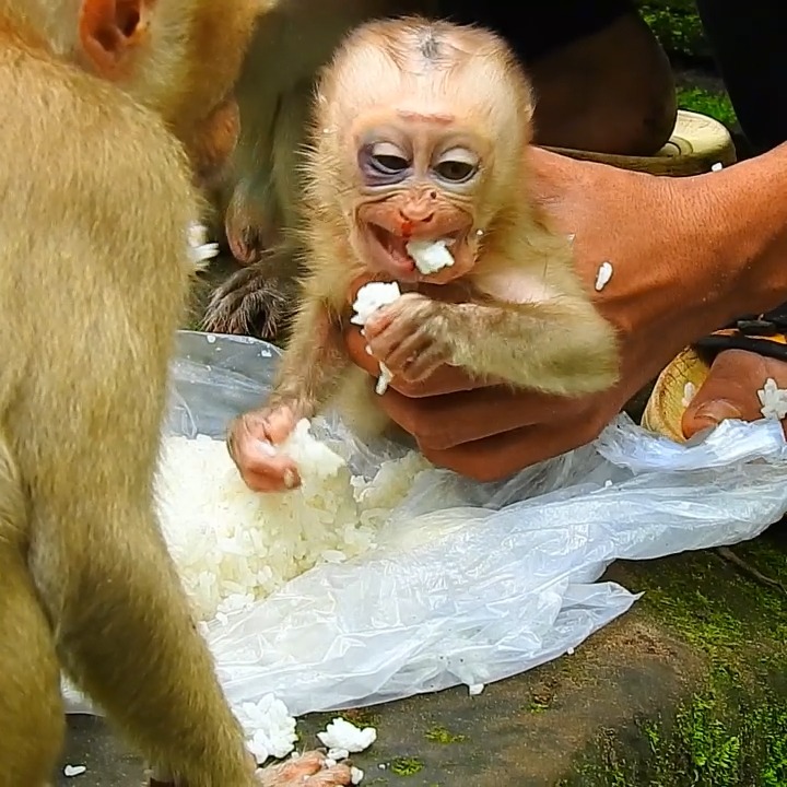 Poor baby monkey very hungry try eating rice with scare action. | Barry ...