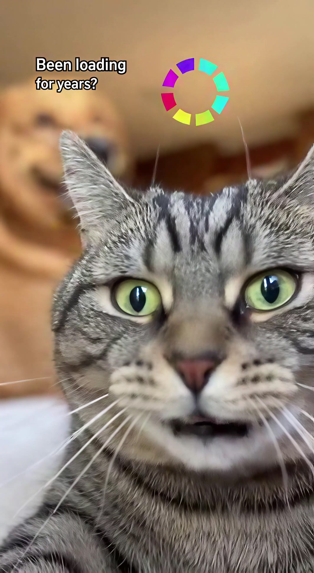 Dog exposed the cat’s buffering personality 😂⏳🔥 | FunnyAnimals | Facebook