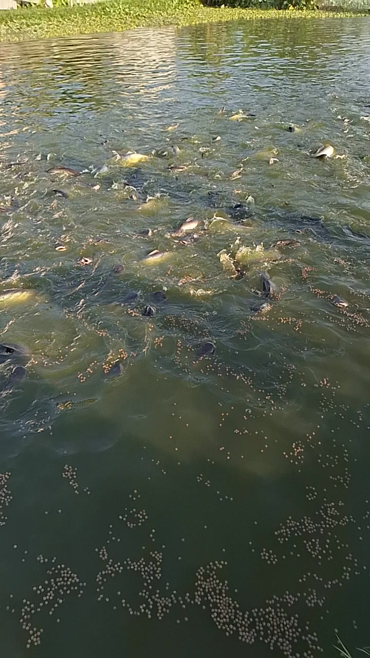 Fish feeding time 🐟🐟🐟😋😋 #fishing #fishingislife #reals #fishinglife # ...