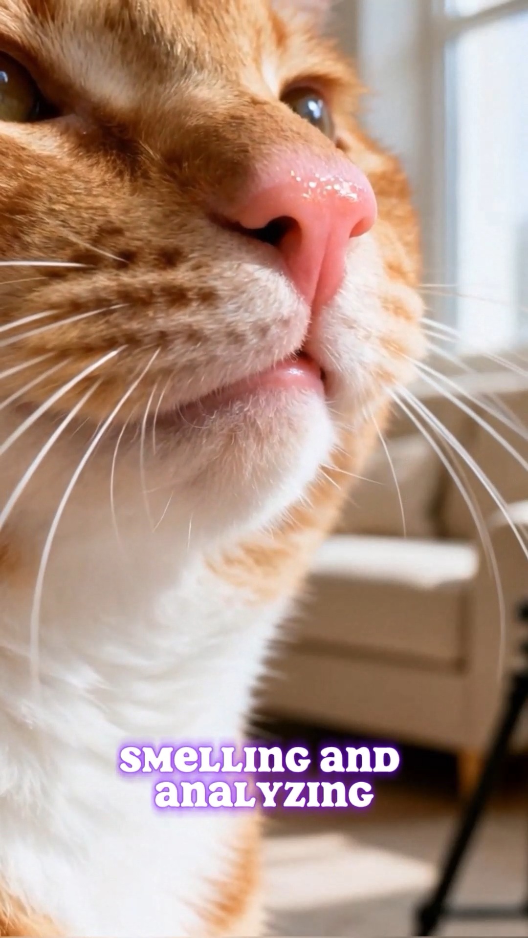 Cats Have a Secret “Social Smile” 😼 #cat | Cat World Order | Facebook