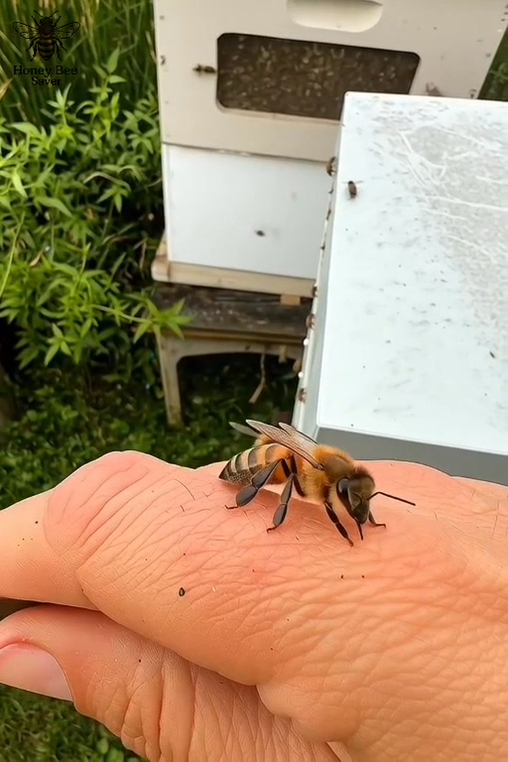 ⭐ When the hive needs a bridge, the bees become the bridge — this is ...