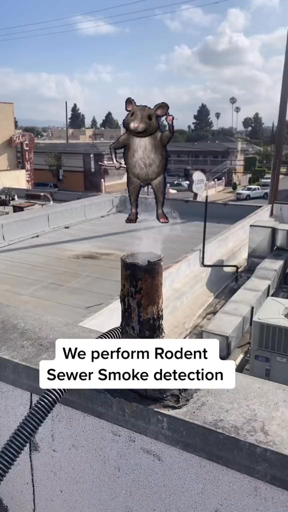 SEWER rat detection using SMOKE #rats #pestcontrol #norwayrats # ...