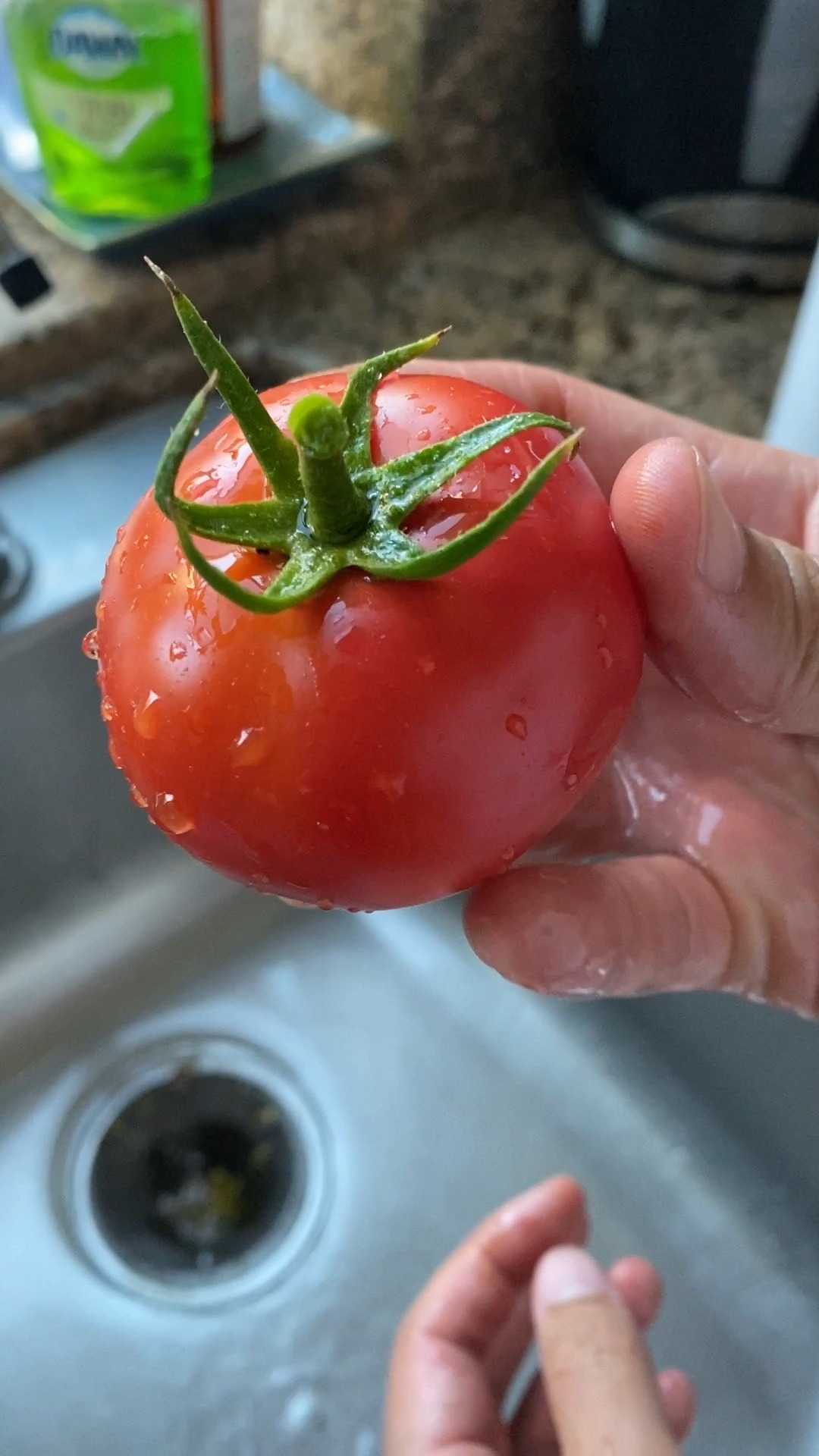 These Japanese tomatoes taste like candy | Jeanelleats