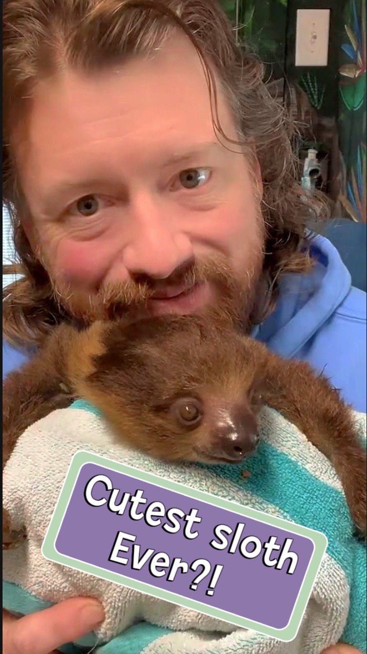 We have a dilemma!!! Which sloth is cuter Dash or Chloe?!? Come visit ...